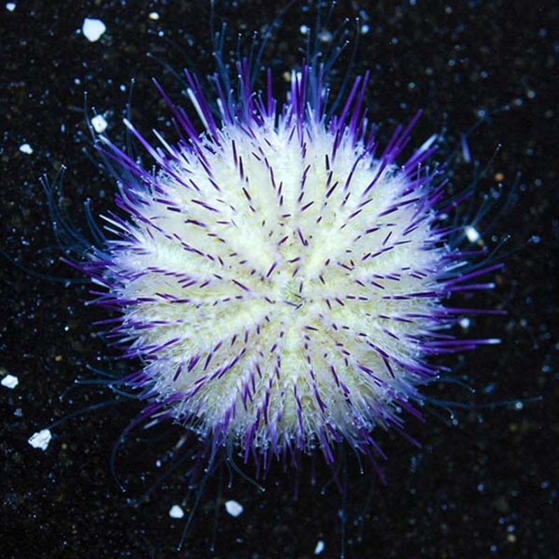 Purple Short Spine Pincushion Urchin (Pseudoboletia sp.)