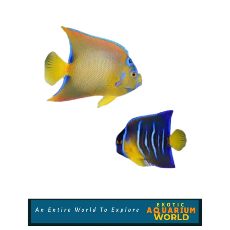 Queen Angelfish (Holacanthus ciliaris)
