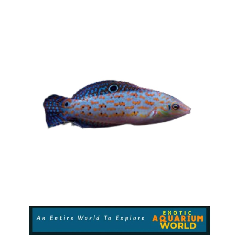 Timor Wrasse