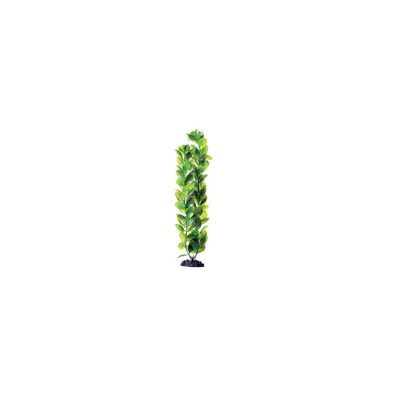 Underwater Treasures Green Bacopa - 16"