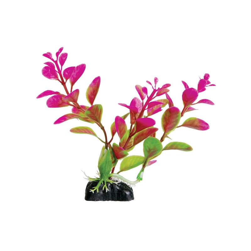 Underwater Treasures Moneywort - Purple - 5"