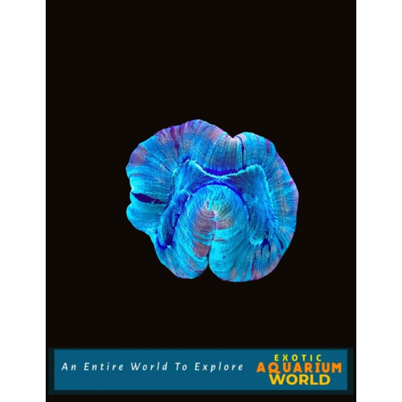 Wellso Folded Brain Coral(Trachyphyllia radiata) 10