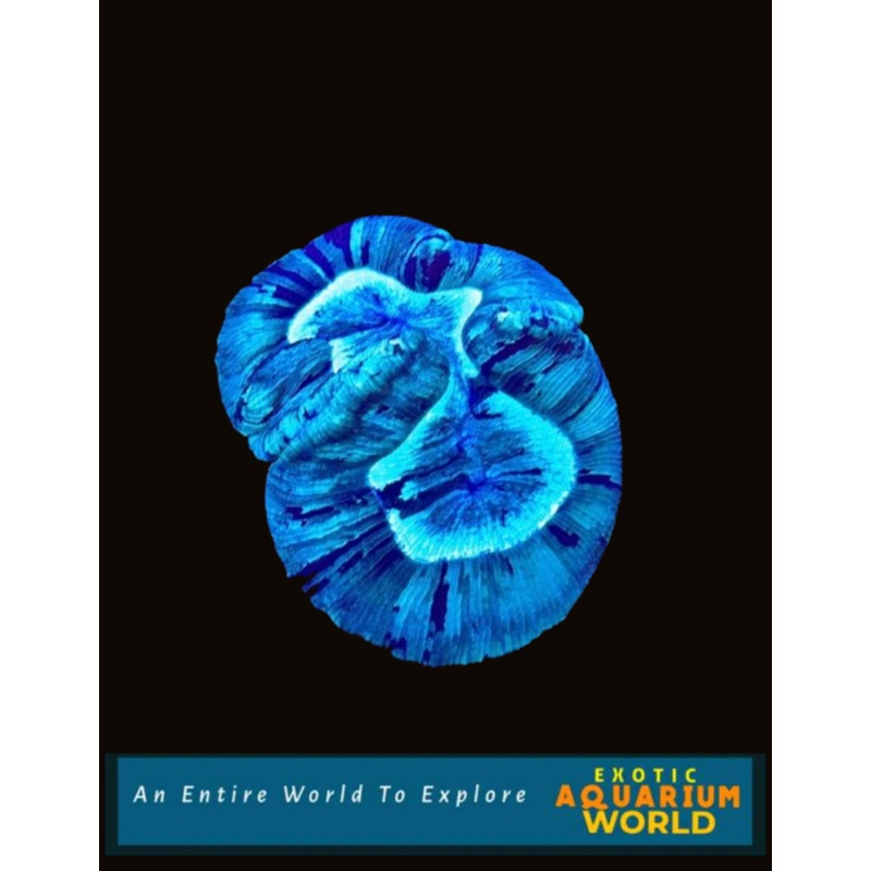 Wellso Folded Brain Coral(Trachyphyllia radiata) 11