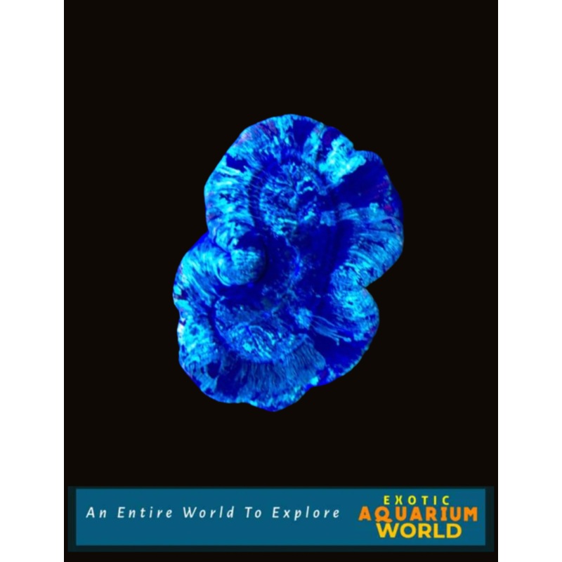 Wellso Folded Brain Coral(Trachyphyllia radiata) 12