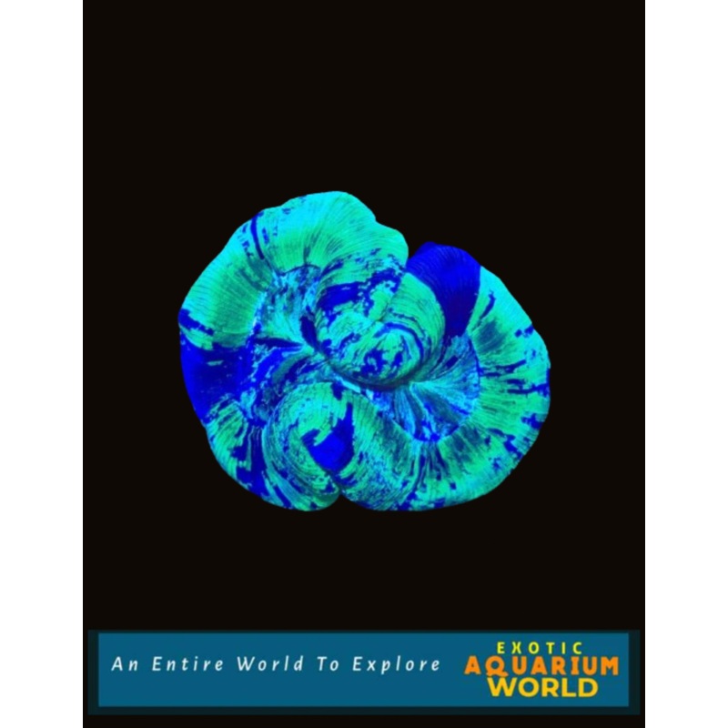 Wellso Folded Brain Coral(Trachyphyllia radiata) 13
