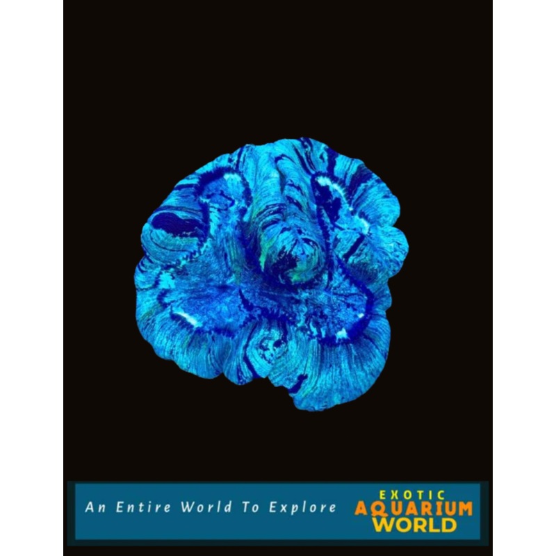 Wellso Folded Brain Coral(Trachyphyllia radiata) 14