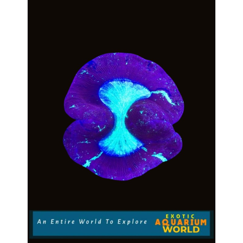 Wellso Folded Brain Coral(Trachyphyllia radiata) 15