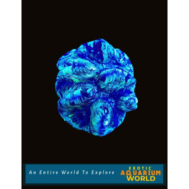 Wellso Folded Brain Coral(Trachyphyllia radiata) 16