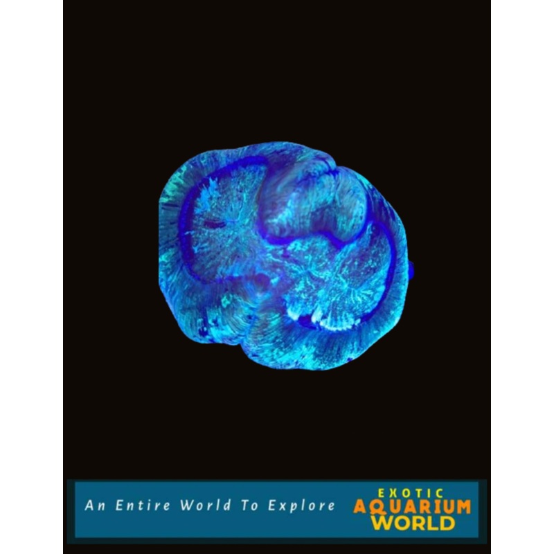 Wellso Folded Brain Coral(Trachyphyllia radiata) 17