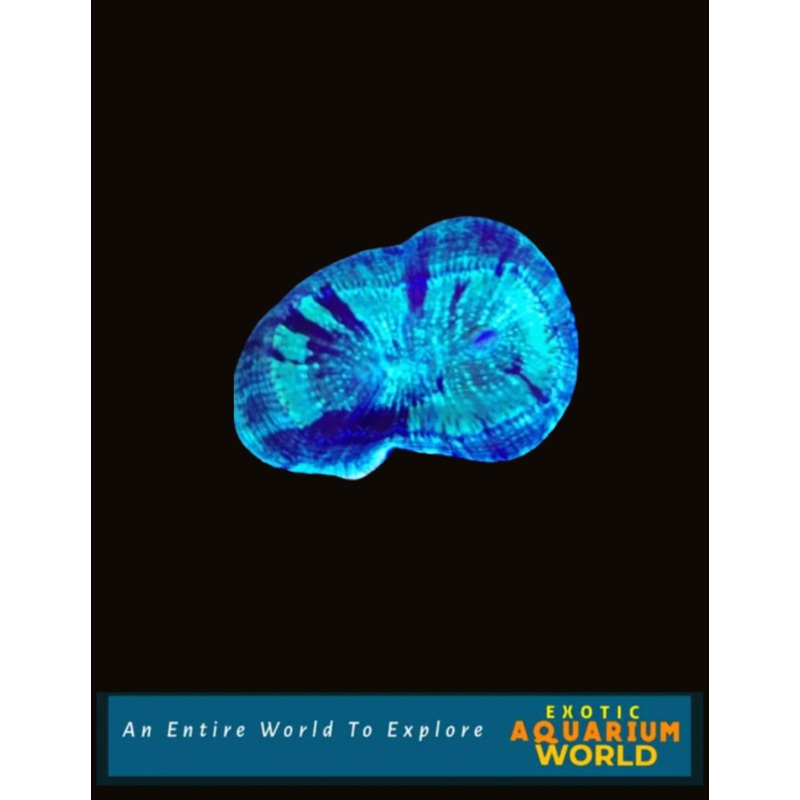 Wellso Folded Brain Coral(Trachyphyllia radiata) 3
