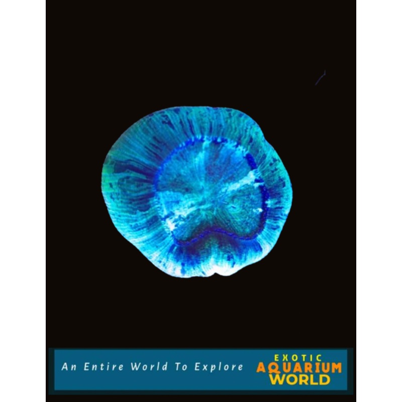Wellso Folded Brain Coral(Trachyphyllia radiata) 4