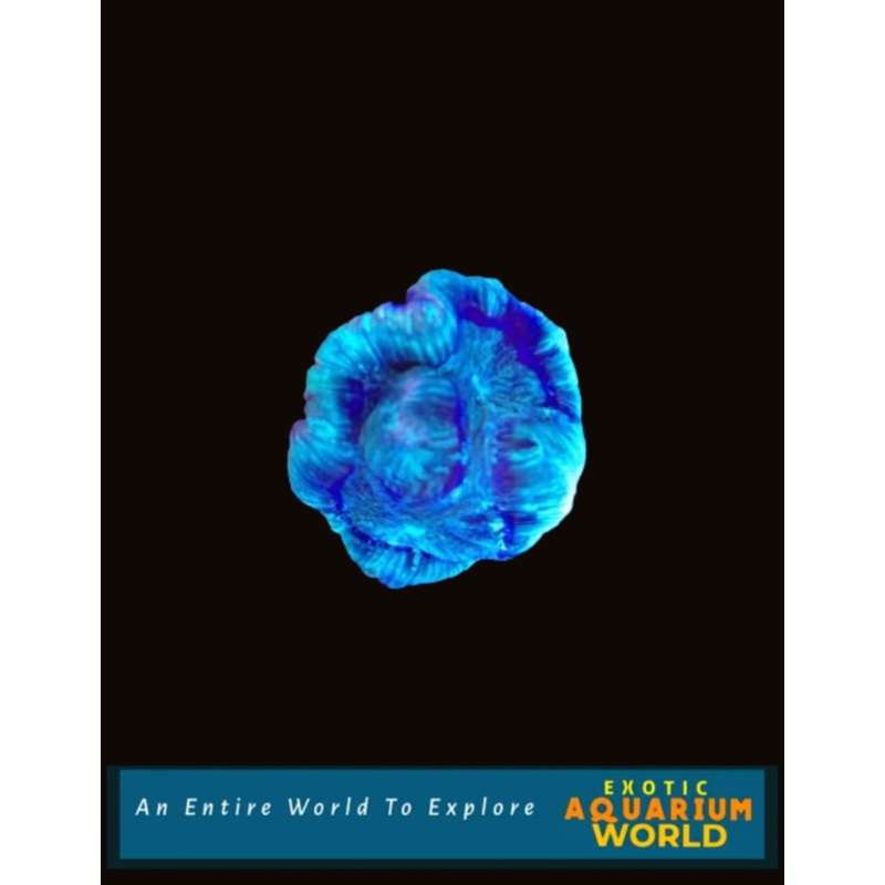 Wellso Folded Brain Coral(Trachyphyllia radiata) 5