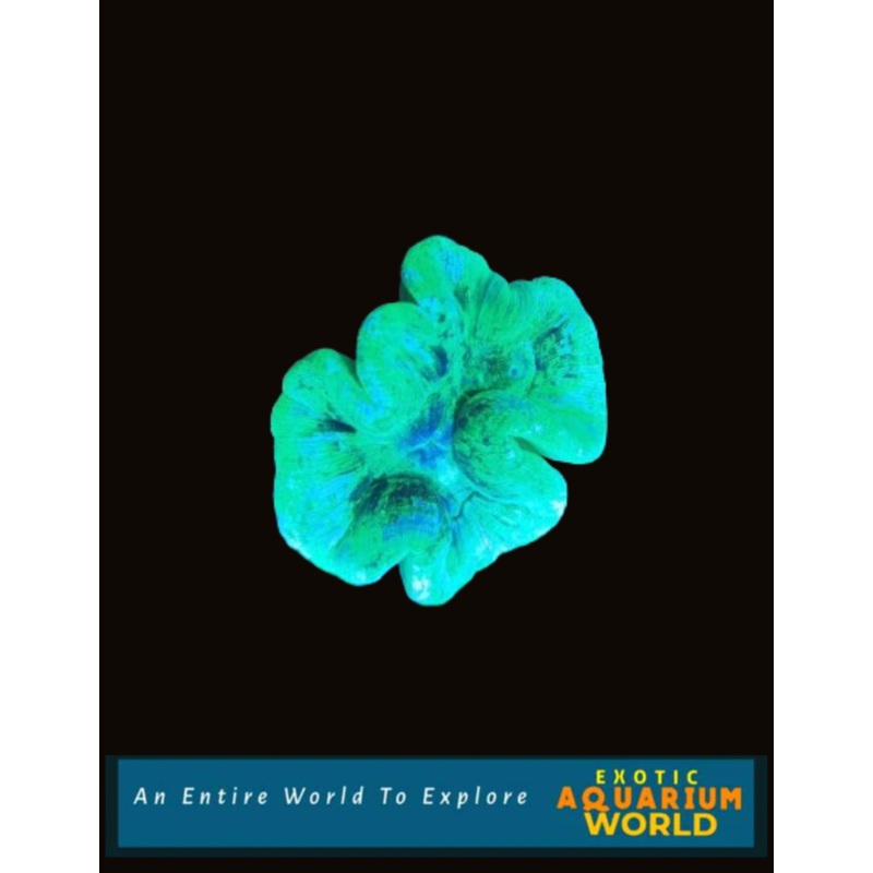 Wellso Folded Brain Coral(Trachyphyllia radiata) 7