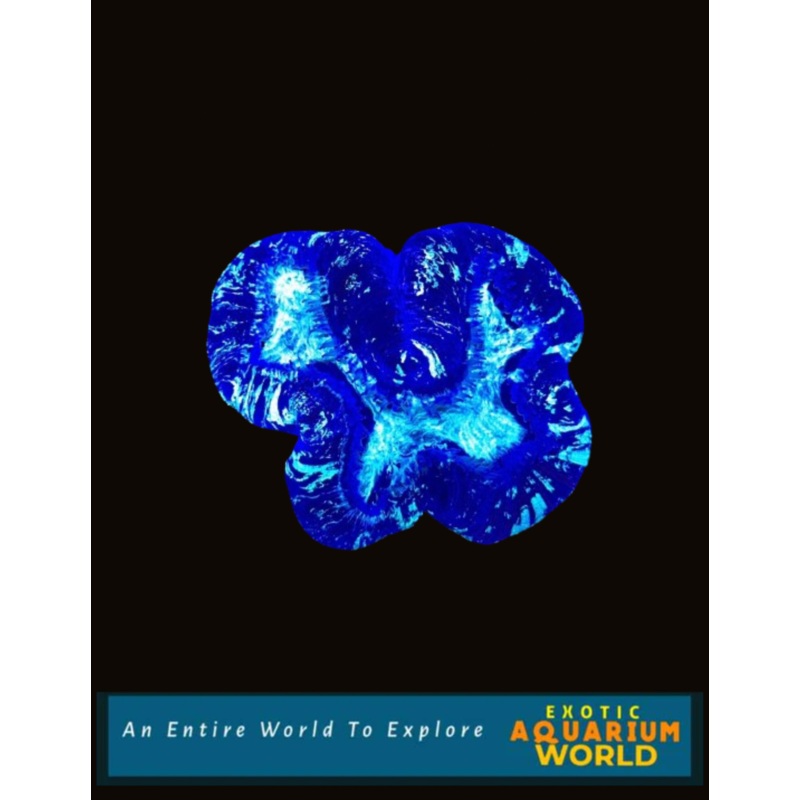 Wellso Folded Brain Coral(Trachyphyllia radiata) 9