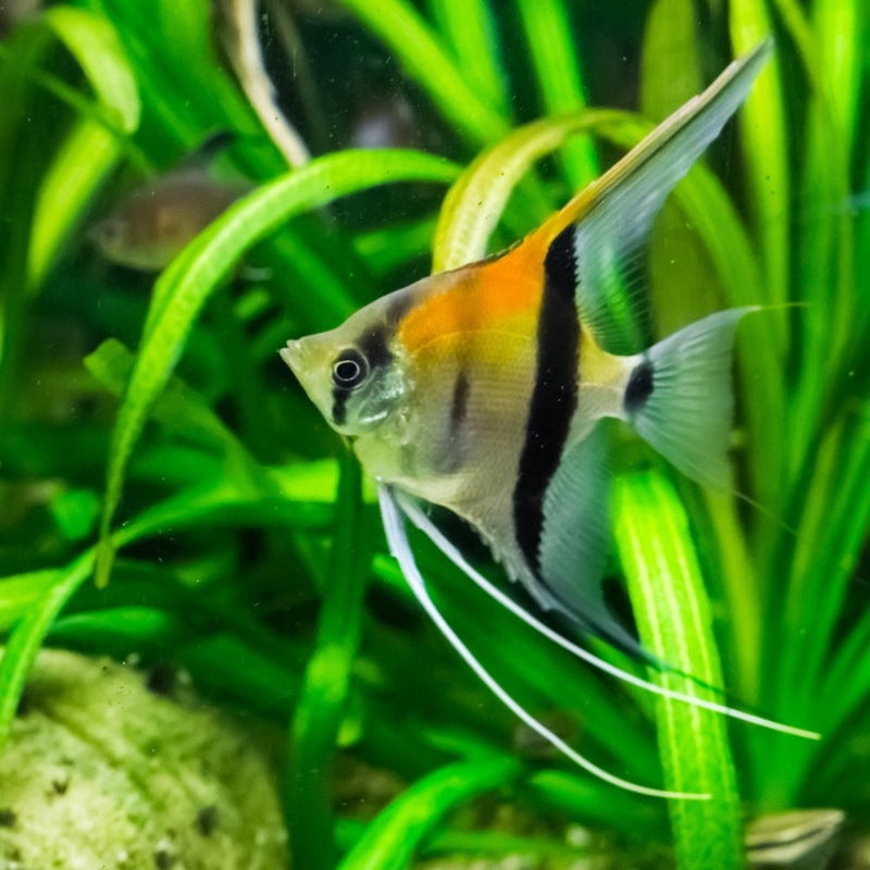 Angelfish - Amapa Red Back