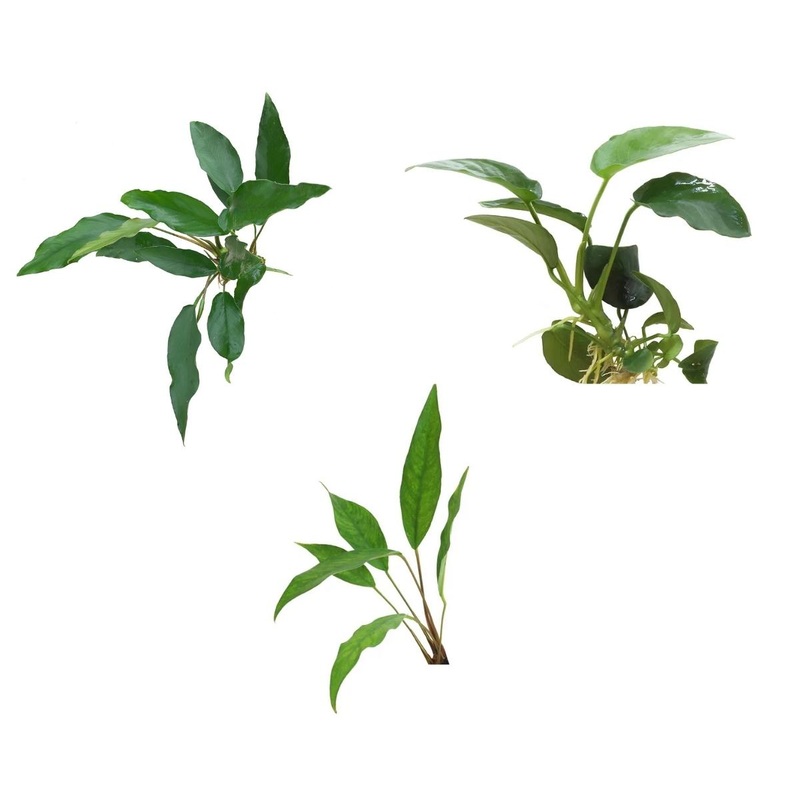 Anubias - Assorted