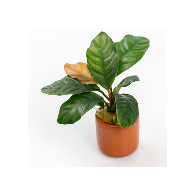 Anubias (Assorted) in Terracotta Pot