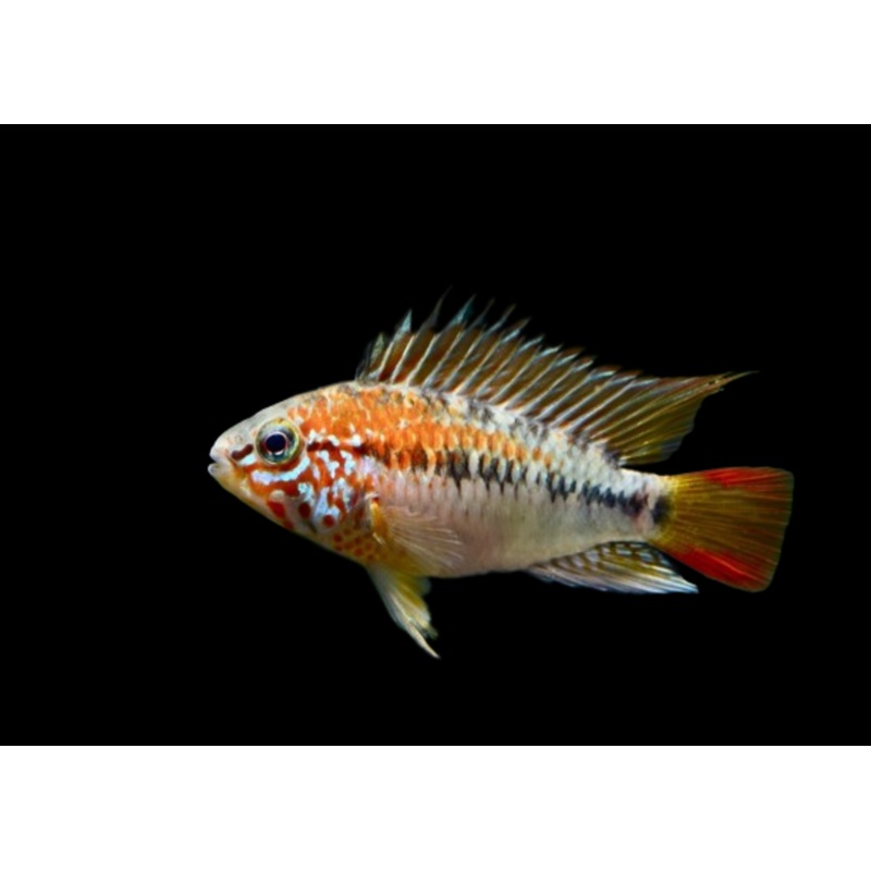Apistogramma Viejita Red Neck