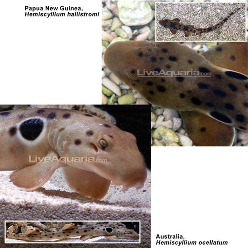 Australian Epaulette Shark EXPERT ONLY (Hemiscyllium ocellatum)