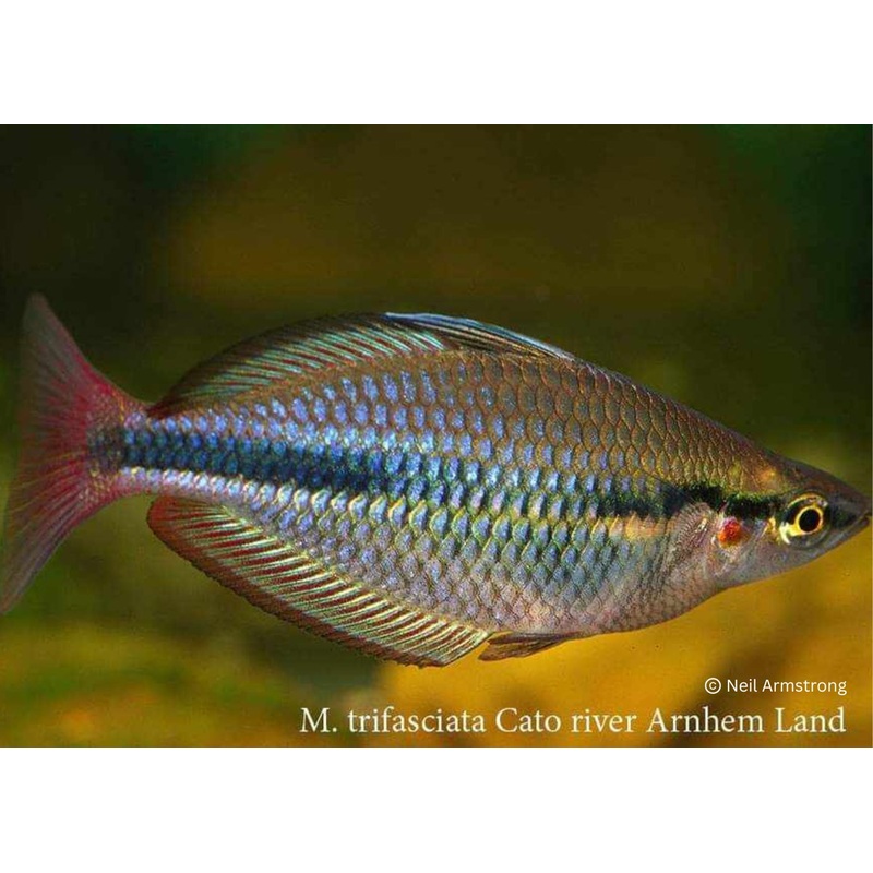 Banded Rainbowfish - Cato River - M. trifasciata