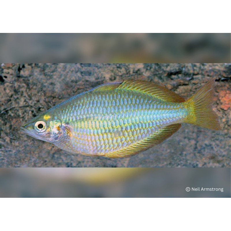 Banded Rainbowfish - M. trisaciata - Tentpole Creek
