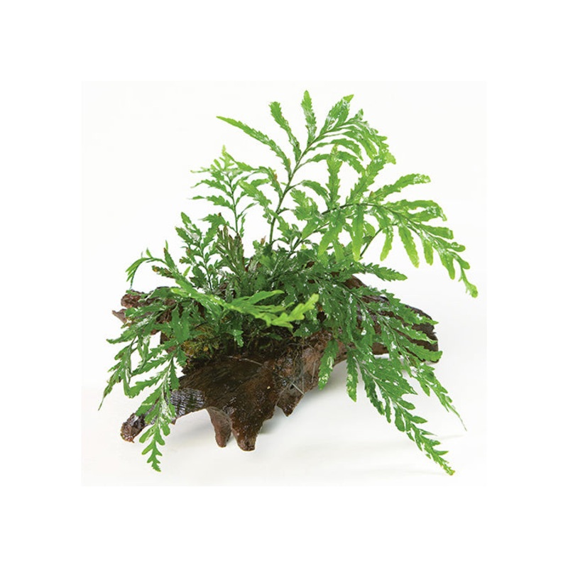 Bolbitis Heudelotii Driftwood Creation