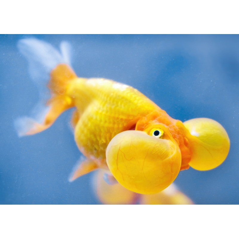 Bubble Eye Goldfish