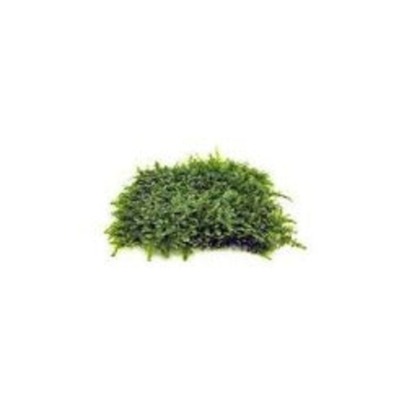 Bushy Moss