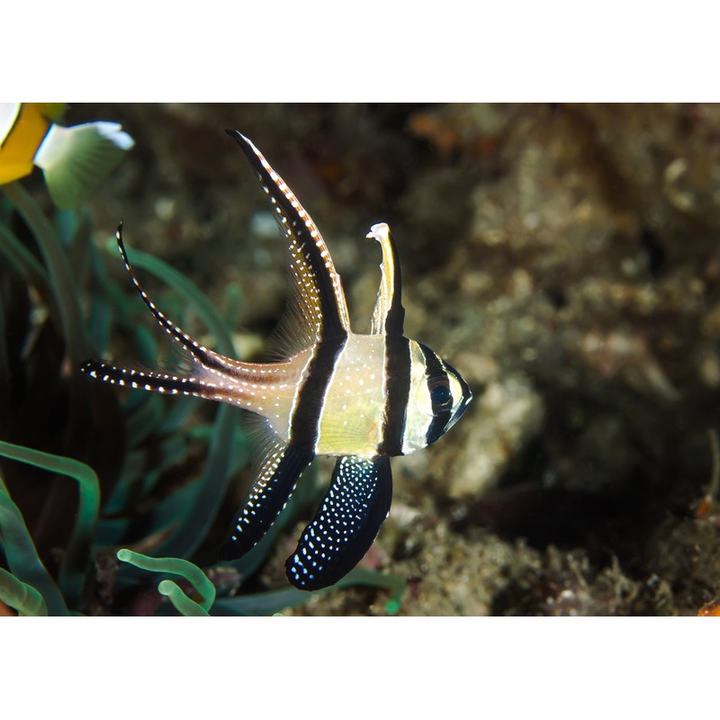 Cardinal fish - Banggai