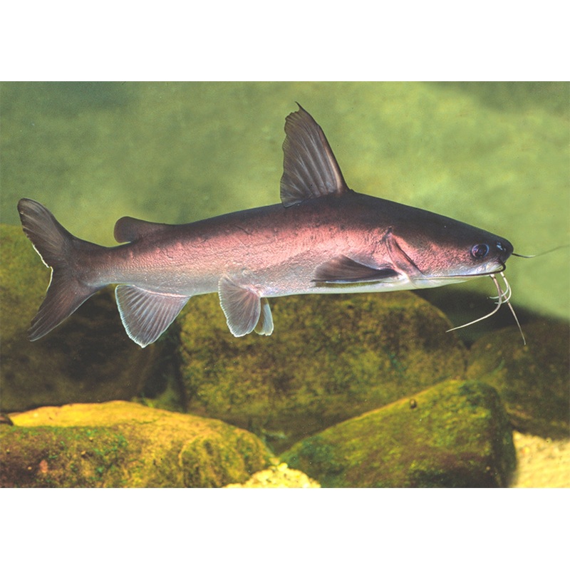 Catfish - Salmon