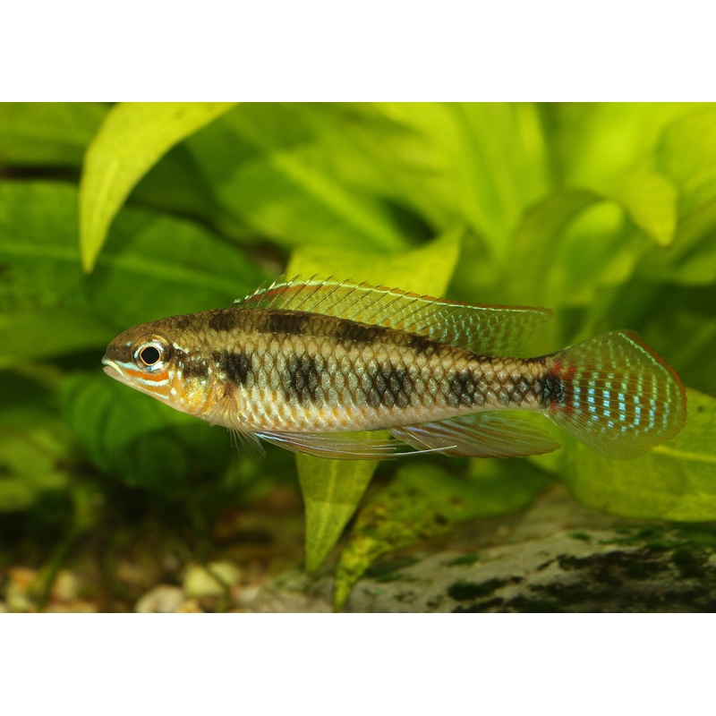 Checkerboard Cichlid