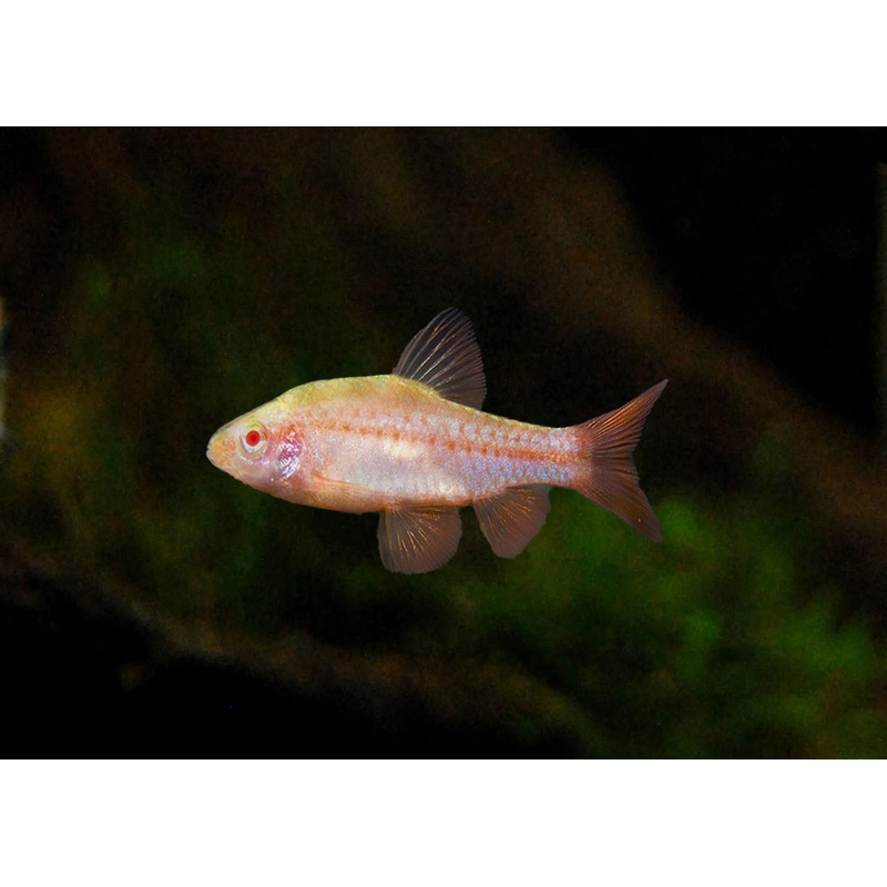 Cherry Barb - Albino - Special 6 for $75
