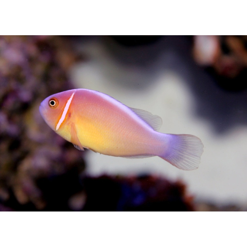 Clownfish - Pink Skunk