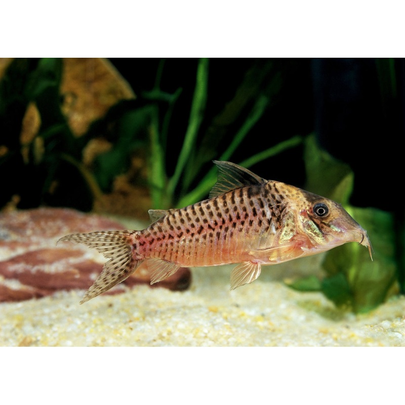 Corydoras Blochi
