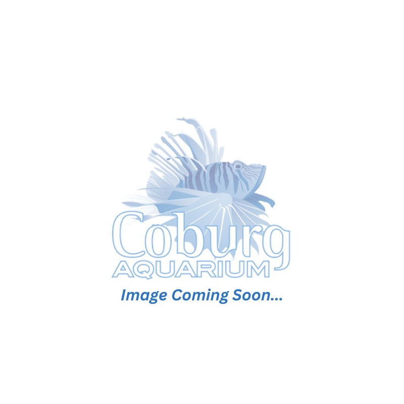 Corydoras Caudimaculatus