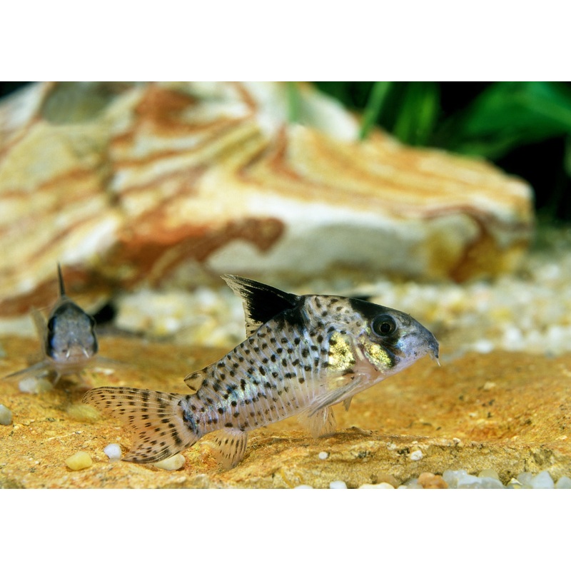 Corydoras Delphax Wotroi