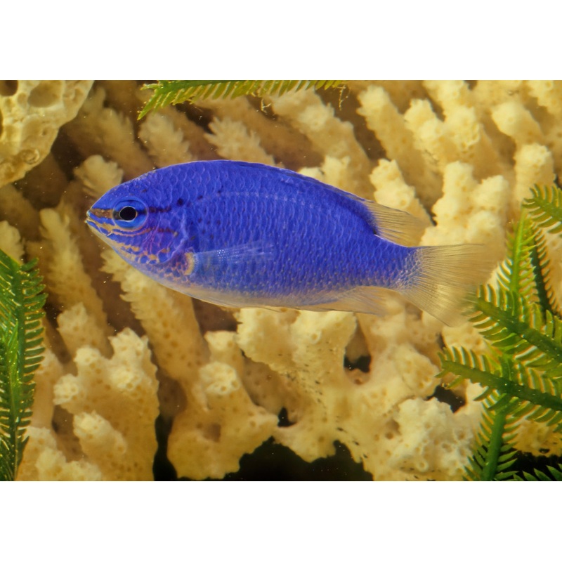 Damsel - Orange Tail Blue