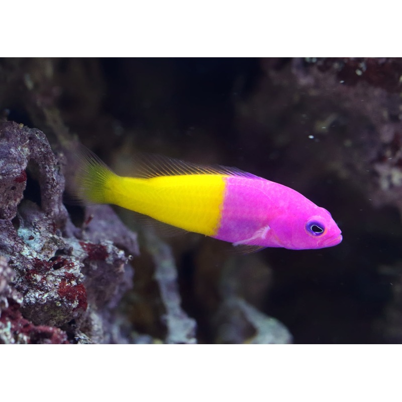 Dottyback - Royal