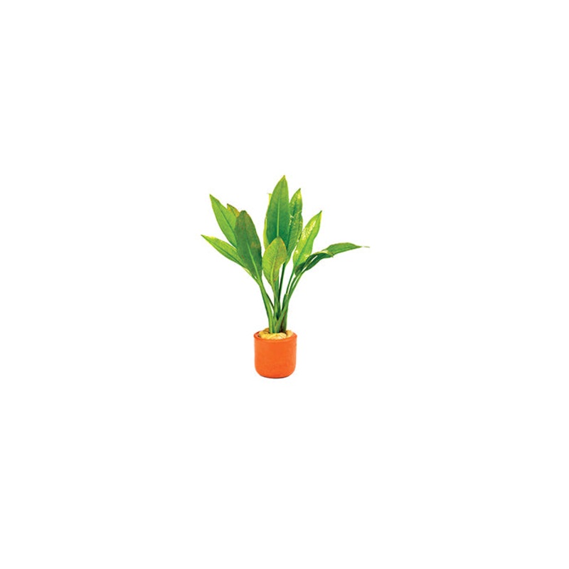 Echinodorus Amazon in Terracotta Pot