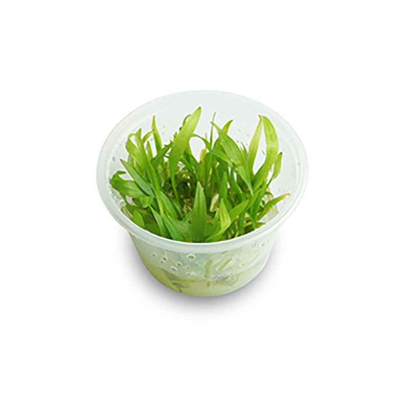 Echinodorus Bolivianus (Rusby) Tissue Culture