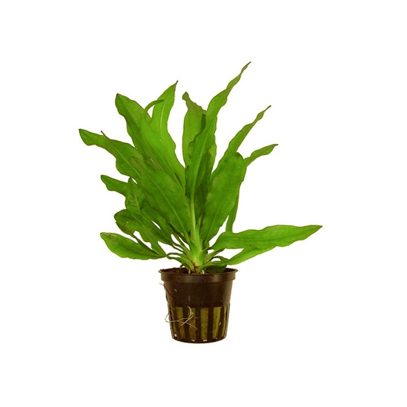 Echinodorus Martii (Green) in Mesh Pot