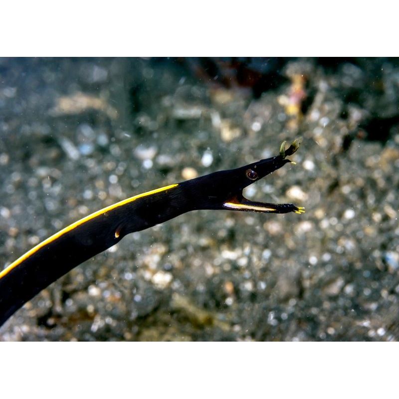 Eel - Black Ribbon