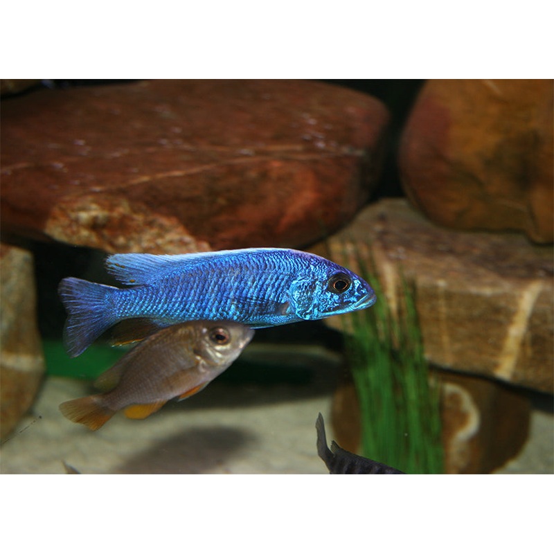 Electric Blue -Fryeri