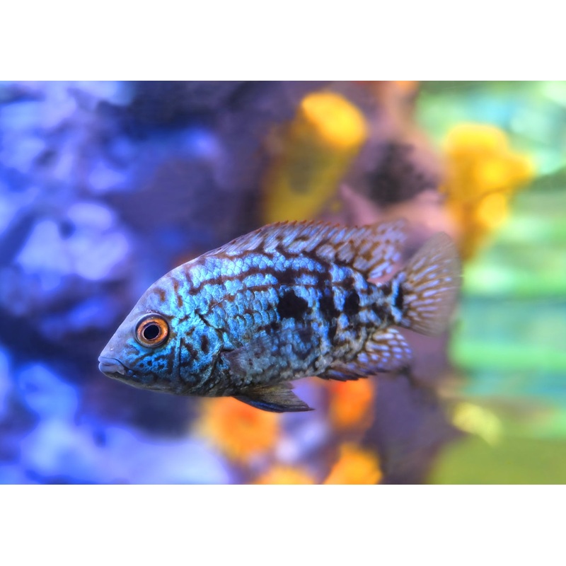 Electric Blue Jack Dempsey - B grade
