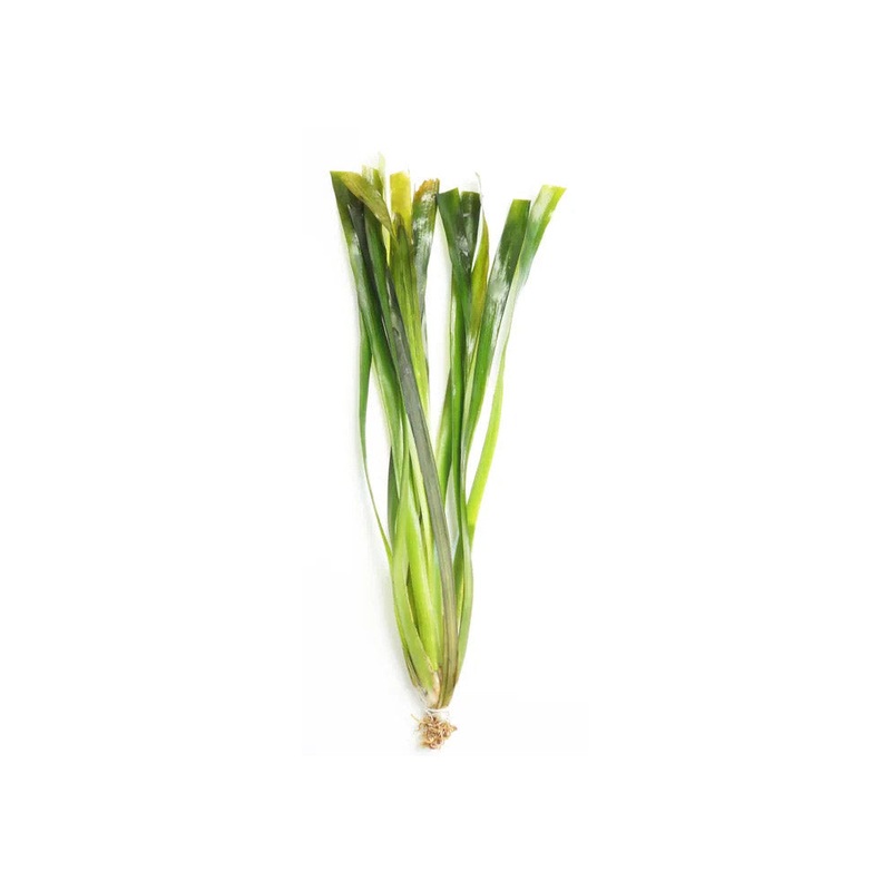 Giant Vallisneria
