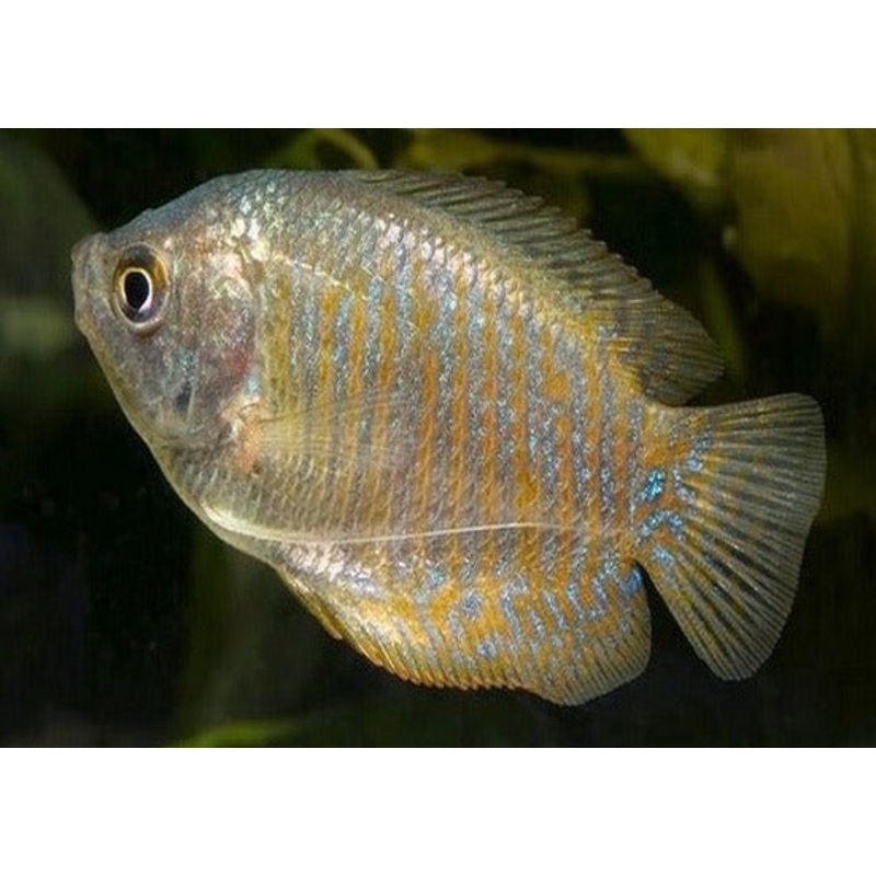Gourami Dwarf - Female
