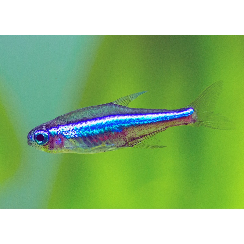 Green Neon Tetra - Special 6 for $36