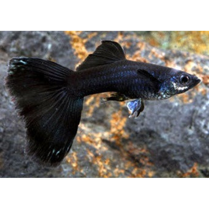 Guppy Male Black Elephant Ear