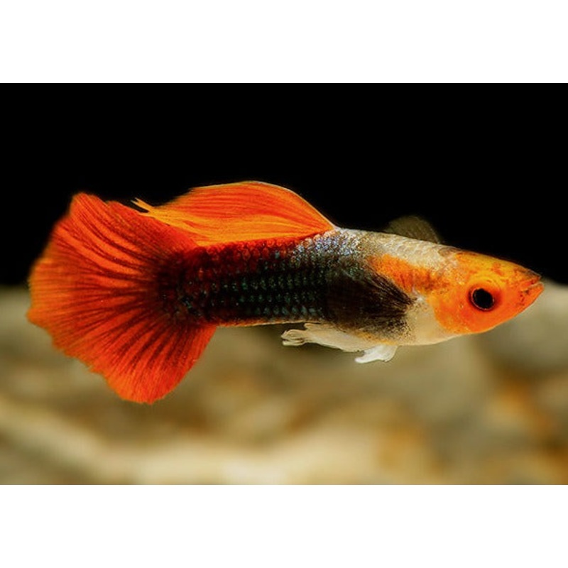 Guppy Male Red Cap Galaxy Mix