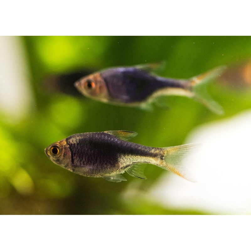 Harlequin Rasbora - Purple Special (6 for $30)